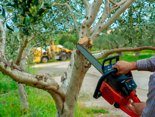 Best Tree Trimming Near Me  in Camp Barrett, VA